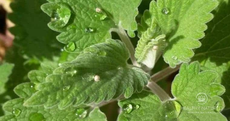 natural sleep remedies that really work