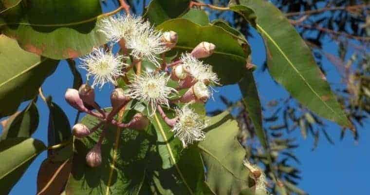 Essential Oils For Arthritis Pain Relief - eucalyptus arthritis pain relief essential oil