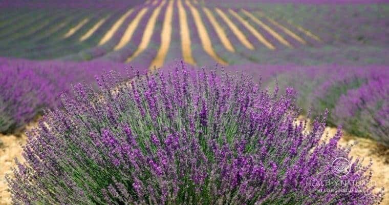 essential oils for anxiety