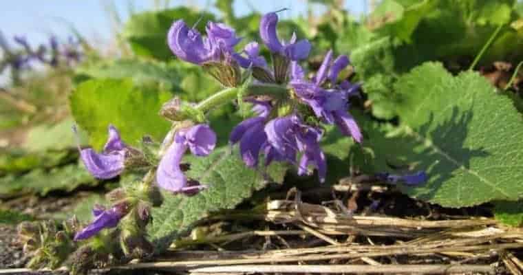 Natural Remedy Anxiety Relief - Essential Oils Anxiety - Clary Sage - Natural Anxiety Relief