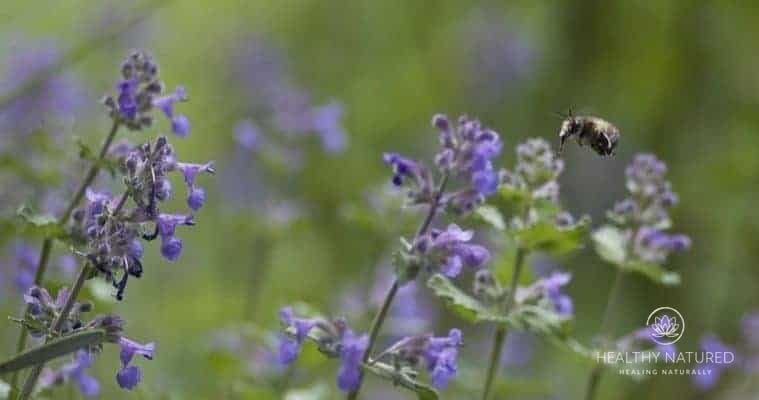 Catnip - the best natural remedies for anxiety and depression
