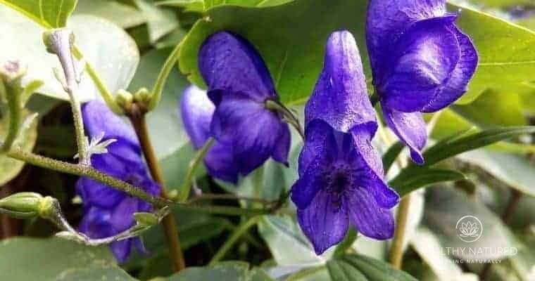 Skullcap - Natural Remedies for Anxciety and Depression.