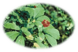 Asian Ginseng - Medicinal Herbs - Healing With Herbs