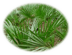 saw palmetto - healing with herbs