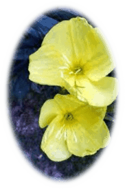 evening primrose