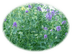 Alfalfa