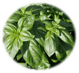 Basil