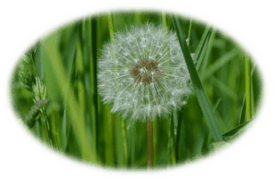 dandelion