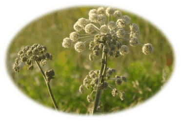 Angelica
