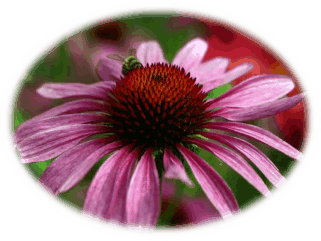 Echinacea
