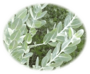 Eucalyptus