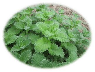 mint