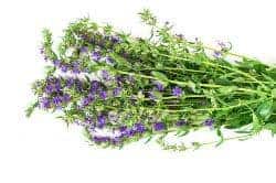 hyssop - homemade herbal cough syrup