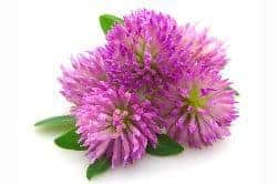 Red Clover Blossom - Homemade Herbal Cough Syrup