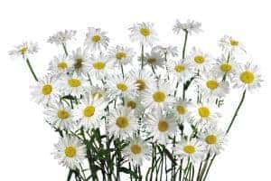 Camomile - homemade herbal cough syrup