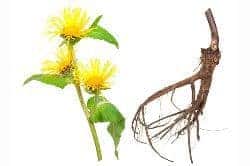 elecampane - homemade herbal cough syrup