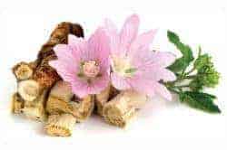 marshmallow root - homemade herbal cough syrup