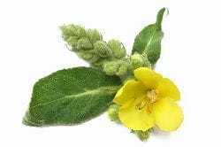 mullein leaf - homemade herbal cough syrup