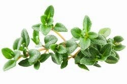 thyme leaf- homemade herbal cough syrup