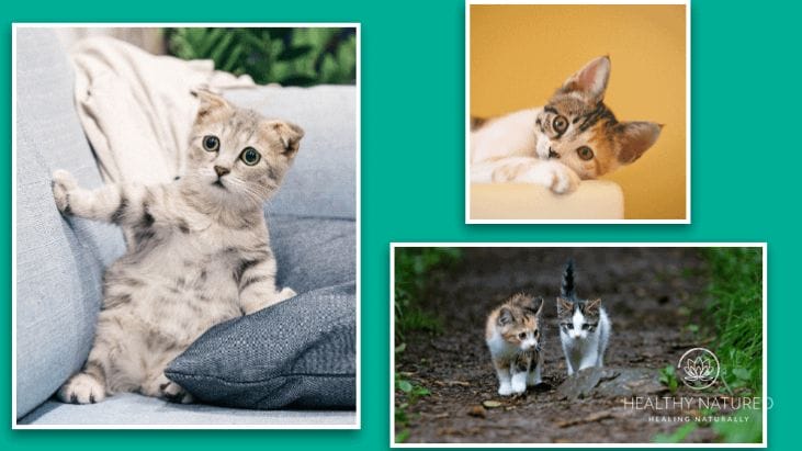 8 ways pets help health