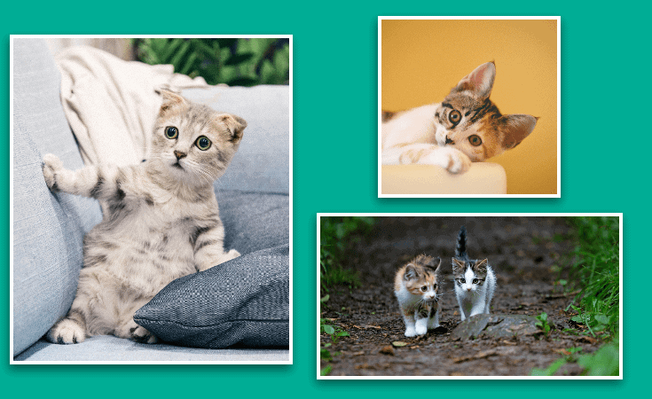 8 ways pets help health