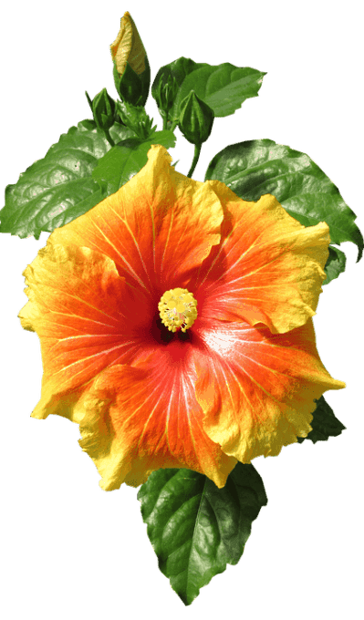 hibiscus recipe for iced tea