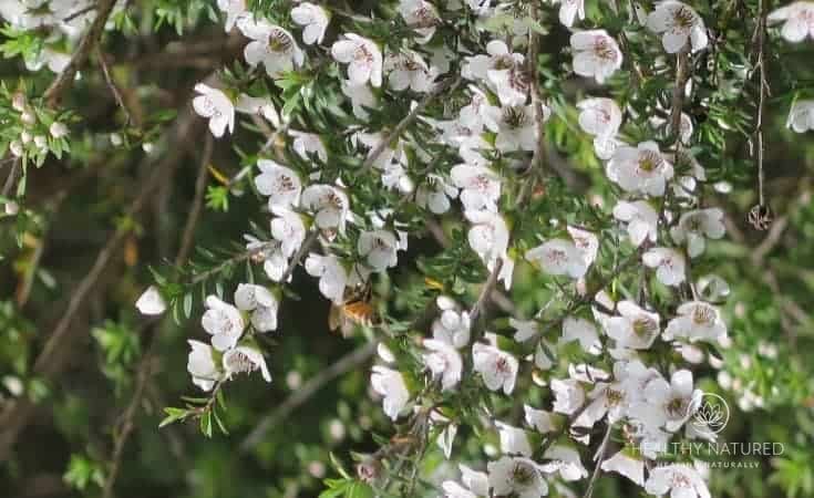 Tea Tree - Best Home Remedies For Acne And Spots