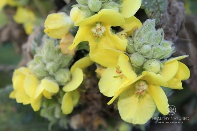 Mullein Flowers