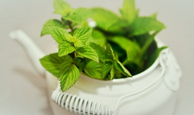 Peppermint