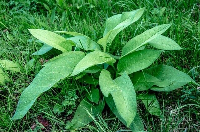 Plantain Leaves