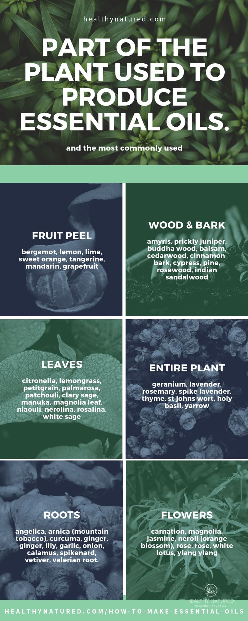 parts of the plant used - how to make essential oils