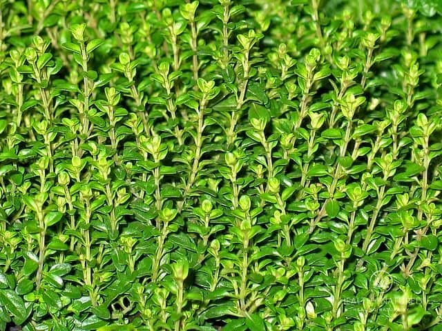 Thyme