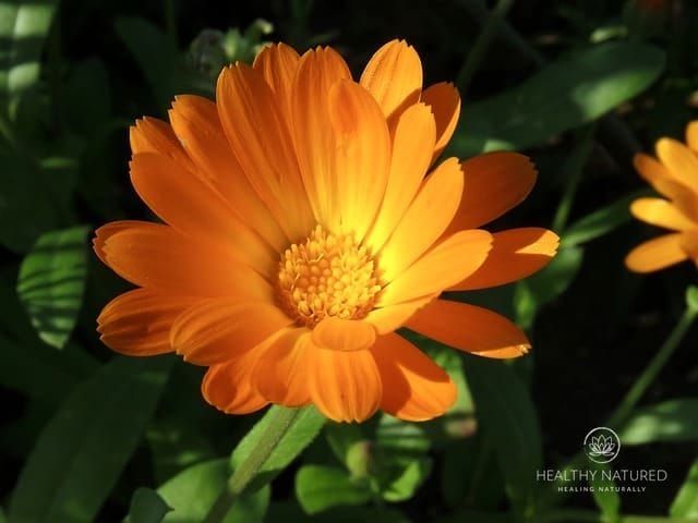 Calendula Flower