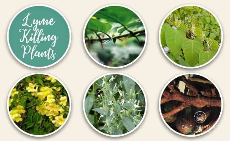 Lyme Killing Plants - Natural Lyme Disease Treatment