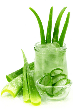 aloe vera