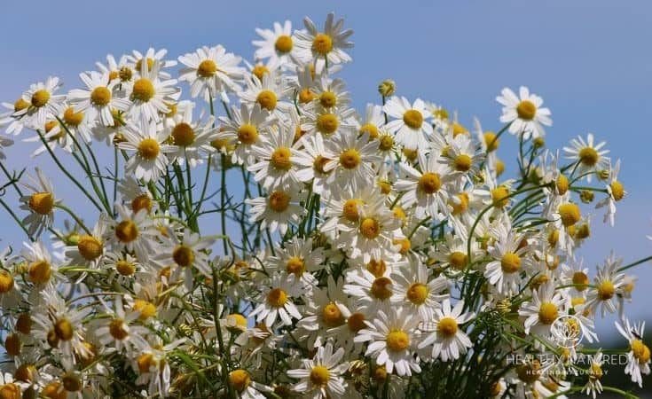 Chamomile flowers can make a great herbal tea and is one of our favorite Natural Sleep Remedies That Really Work.