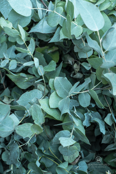 eucalyptus top arthritis treatment