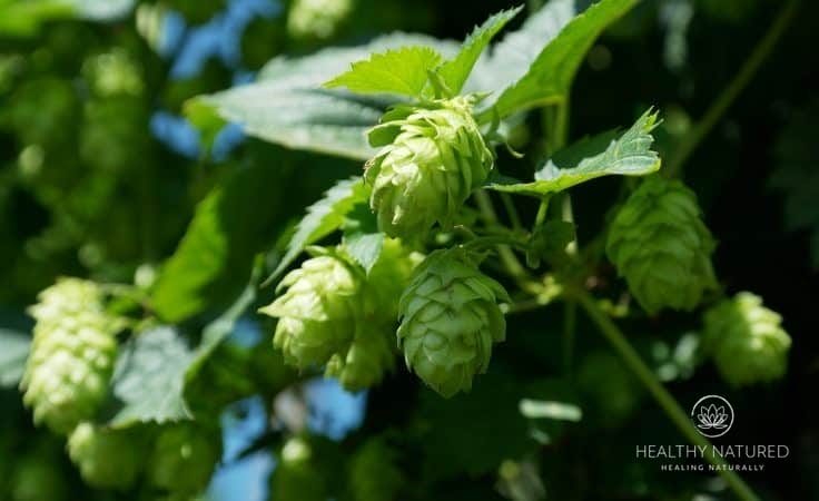 natural sleep remedies that really work