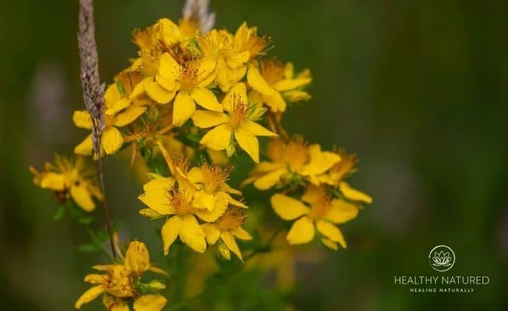 St Johns Wort - Natural Remedies For Sleep