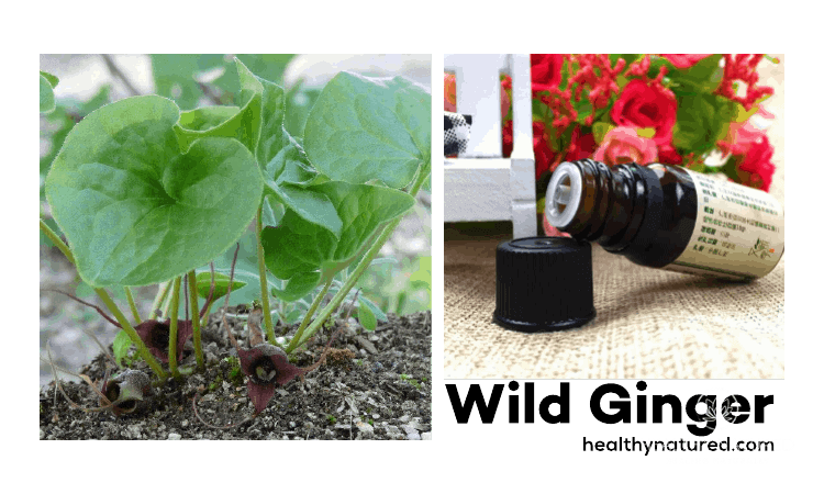 wild ginger - amazing aromatherapy benefits for health and wellbeing