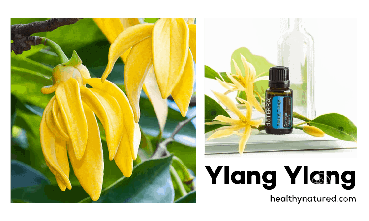 Amazing Aromatherapy Benefits For Health - Ylang Ylang To Speed Healing