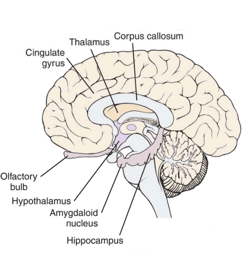 Essential Oils For Anxiety And Stress - Impact Upon The Limbic Systemlimbic system