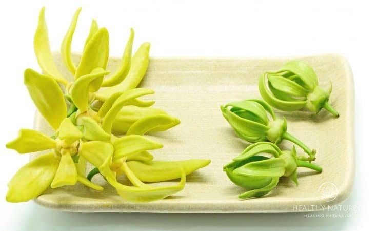 Ylang Ylang Essential Oil - Holistic Massage For Stress