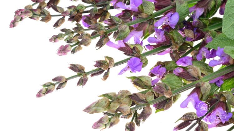 clary sage essential oil