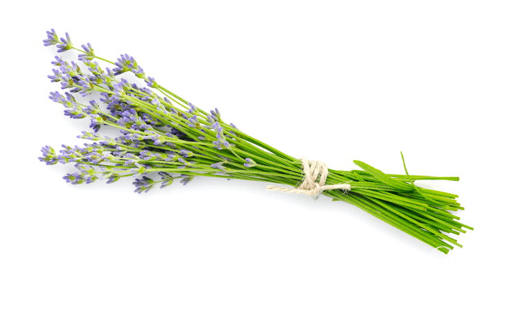 Lavender Essential Oil. Holistic Massage To Reduce Stress.