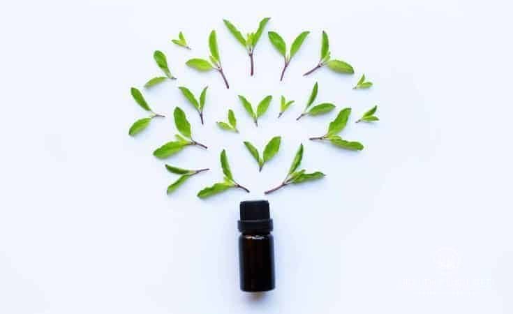 Holy Basil Essential Oil - Holistic Massage To Reduce Stress