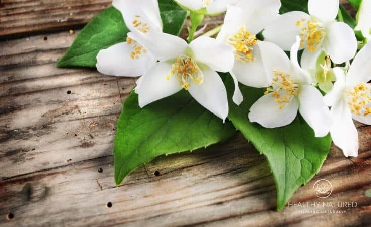 Jasmine Essential Oil - Holistic Massage To Reduce Stress
