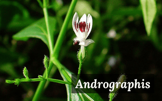 andrographis andrographis