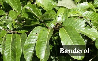 banderol banderol