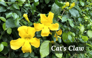 cat's claw cat's claw